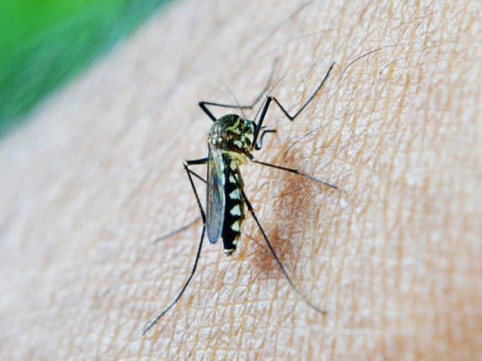 Malaria Mosquito, Dengue