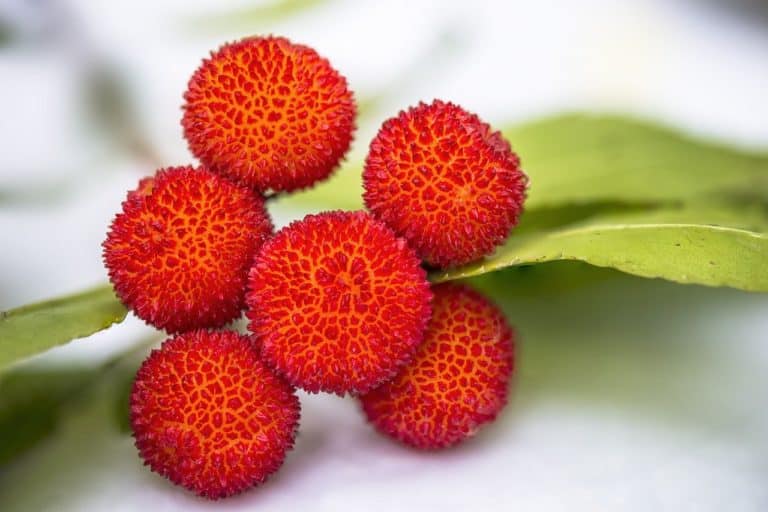 Fruit Lychee Food